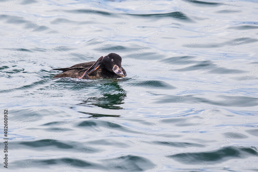 Fototapeta premium Immature Surf Scoter Scratches an Itch on Puget Sound