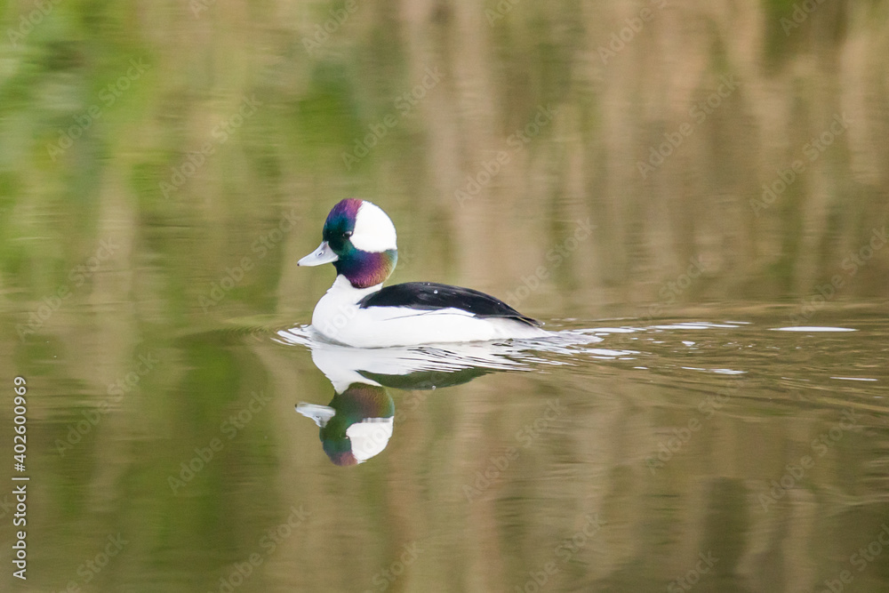 Fototapeta premium Male Bufflehead Duck Swims on Placid Water