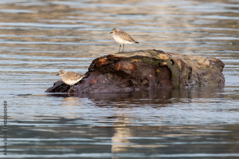 Pair of Black Bellied Plovers Relaxing on a Floating Cedar Log Pair of Black Bellied Plovers Relaxing on a Floating Cedar Log