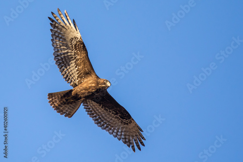 Soaring Red-Tailed Hawk Searches for the Next Meal