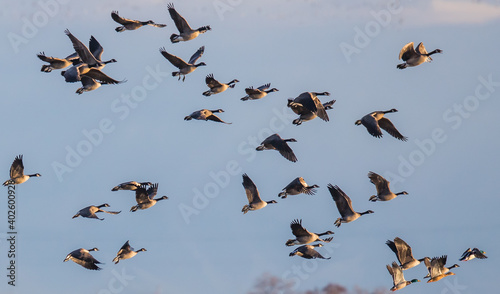  Flock of Canada Geese Bank Take Off Against a Pale Blue Sky 