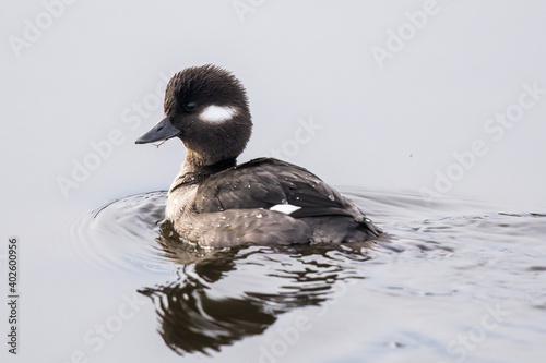 Female Bufflehead Swims Creating Nice Wave Pattern photo