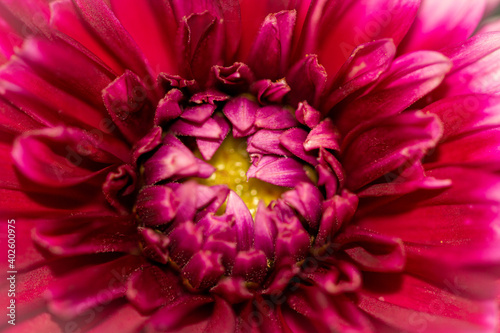 Macro au coeur d'une fleur de Dahlia rose