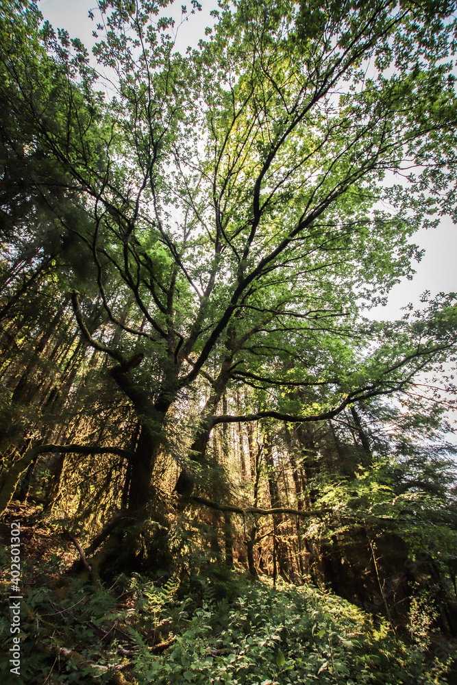 trees in the forest trees in the forest
