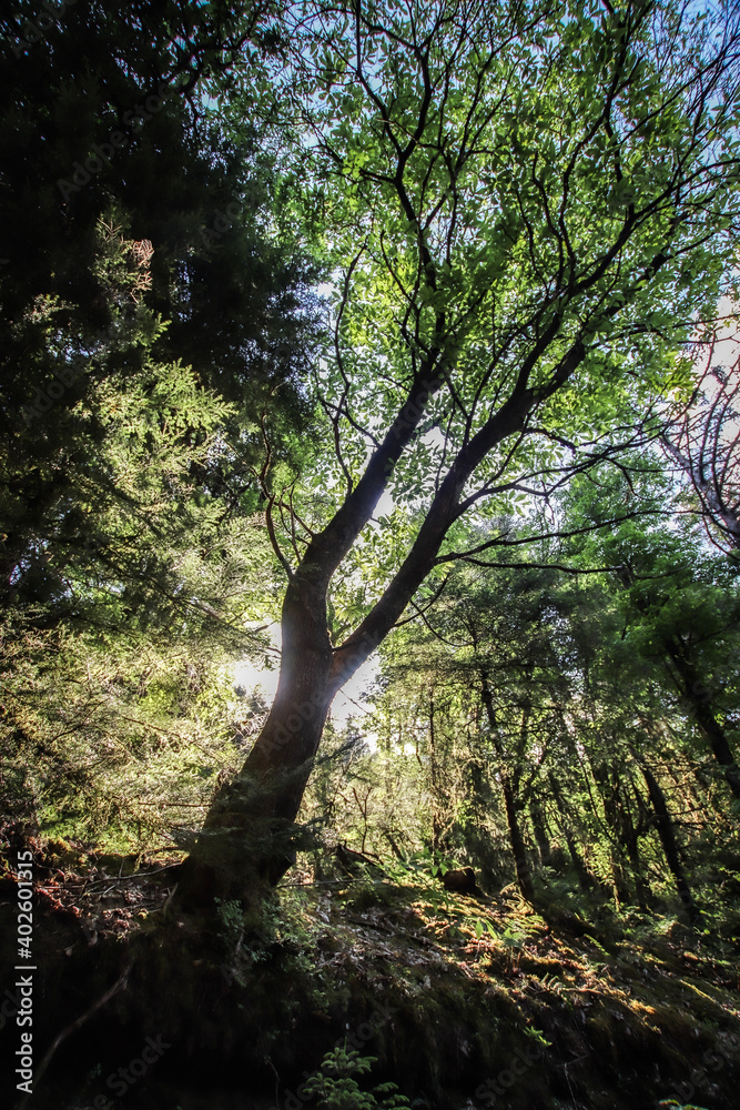 Fototapeta premium trees in the forest