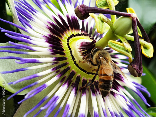 A bee collecting nectar on a passiflora flower. photo