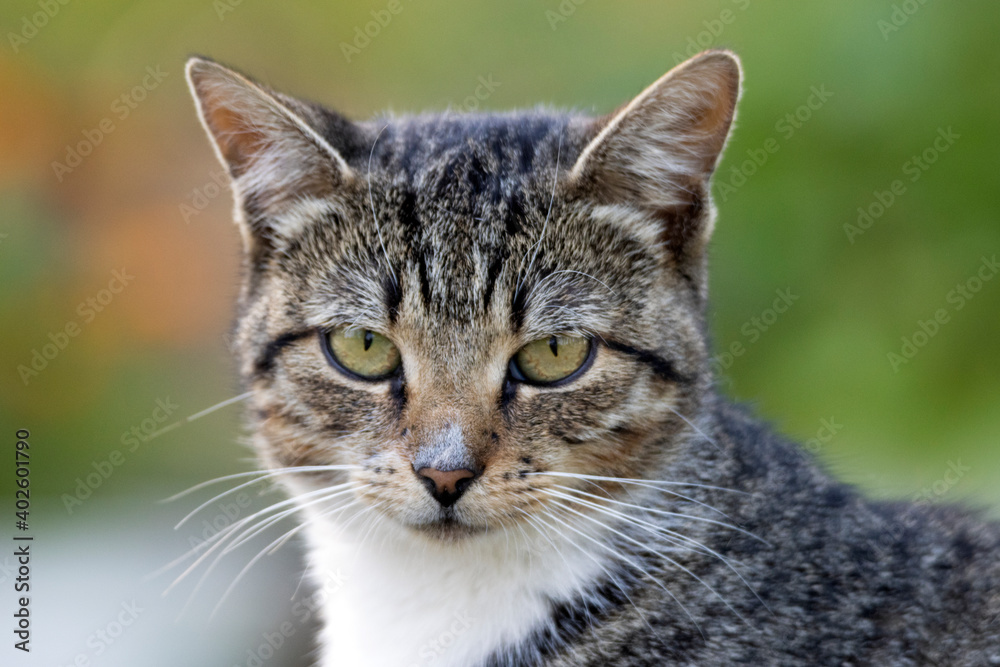 Obraz premium deep cat's eyes