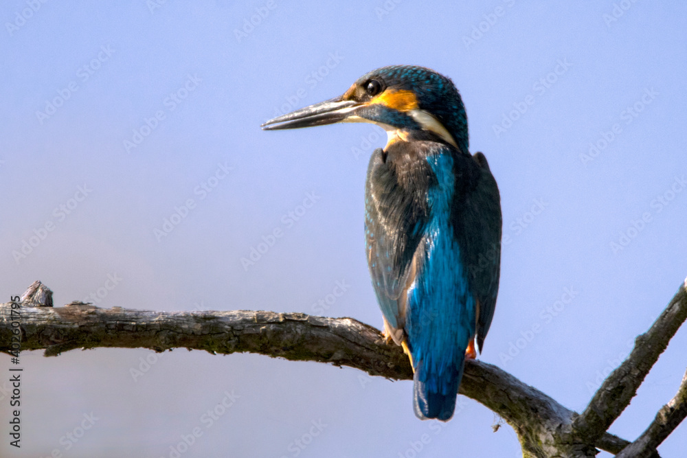 A kingfisher looking for fish by the river A kingfisher looking for fish by the river