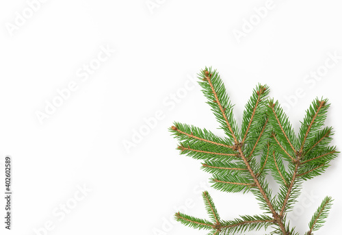 spruce branch with green needles on white background