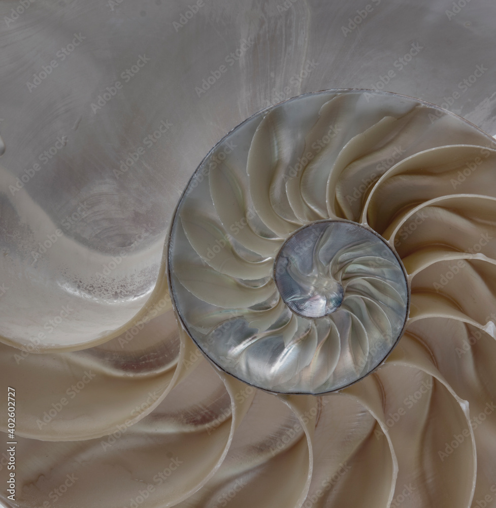 shell shell