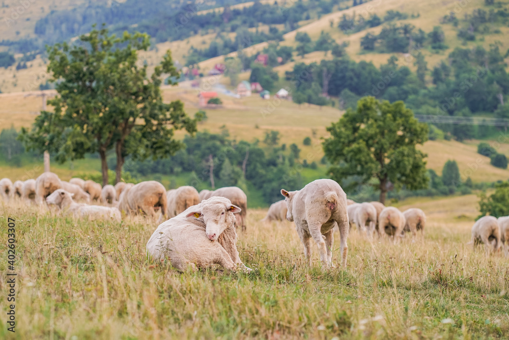 Obraz premium Herd of sheep resting on a pasture in Serbian mountain meadow of Zlatibor during late summer evening