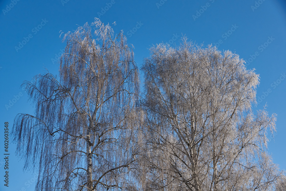 Winter magic. After the thaw, frost hit and the trees were covered with frost. Winter magic. After the thaw, frost hit and the trees were covered with frost.