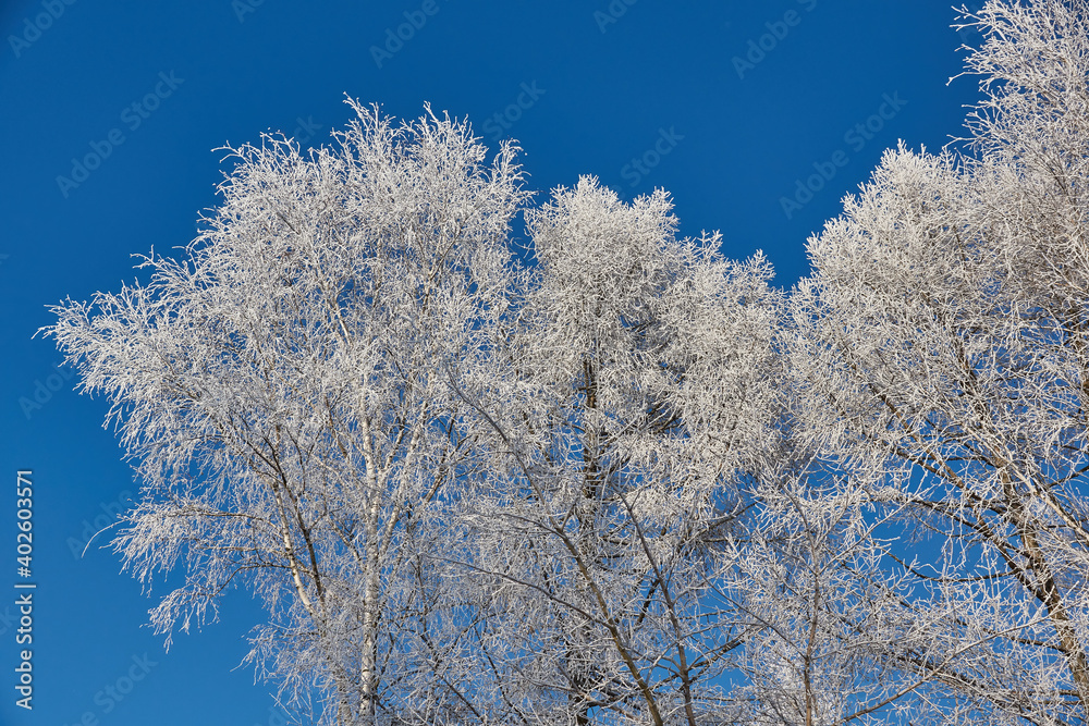Winter magic. After the thaw, frost hit and the trees were covered with frost. Winter magic. After the thaw, frost hit and the trees were covered with frost.