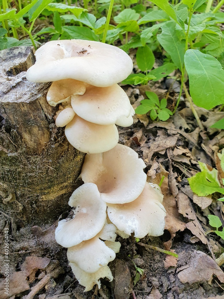 mushrooms in the forest mushrooms in the forest