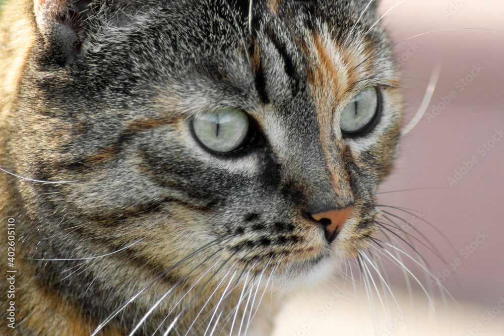 Close-up portrait of striped cat with big surprised eyes. Close-up portrait of striped cat with big surprised eyes.