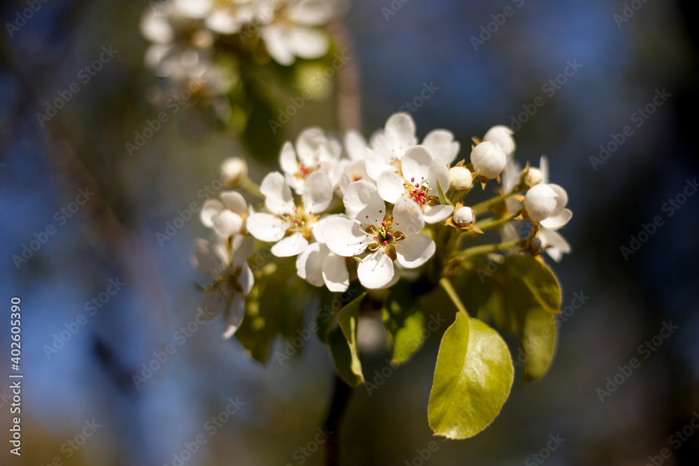 White cherry blossom and apple tree in spring, a blooming garden on a Sunny spring day. Focused on anther stamen, blurred blossoming tree in nature background. White cherry blossom and apple tree in spring, a blooming garden on a Sunny spring day. Focused on anther stamen, blurred blossoming tree in nature background.