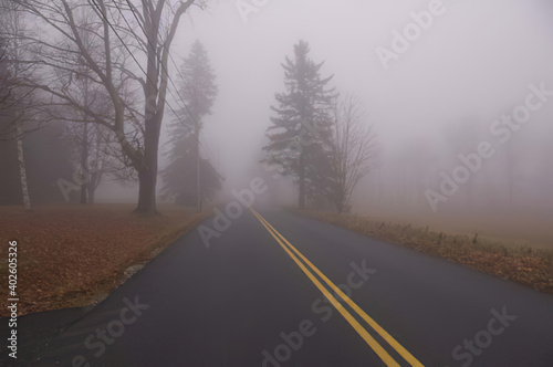 Trees on foggy road in Maine