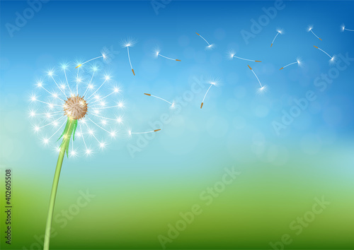 Dandelion with flying seed on sky.