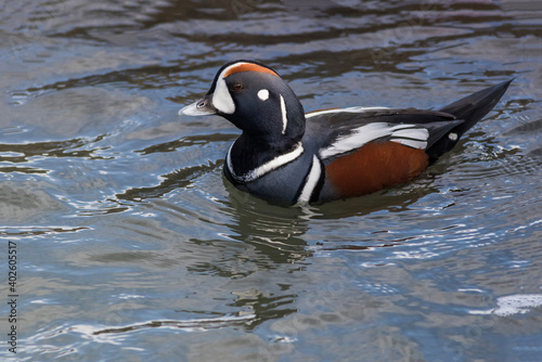 Harlequin Duck, Histrionicus histrionicus, a small sea duck at the Barnegat Inlet, New Jersey