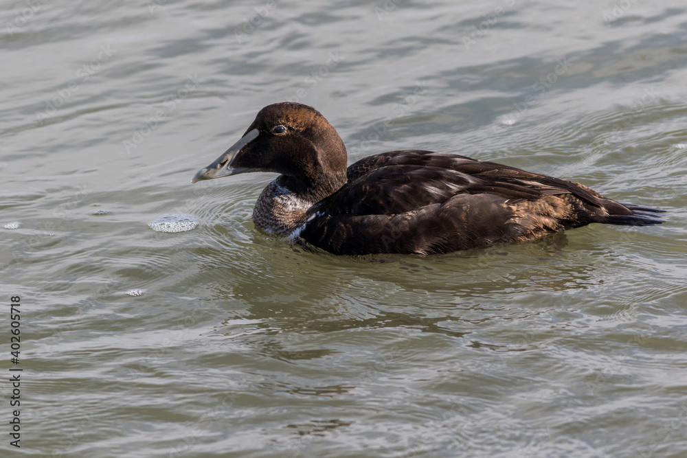 Eider Duck, Somateria mollissima, a large sea duck at the Barnegat Inlet, New Jersey Eider Duck, Somateria mollissima, a large sea duck at the Barnegat Inlet, New Jersey