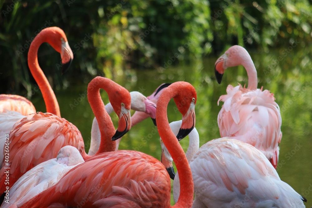 Naklejka premium portrait of a group of pink flamingos are standing in the water