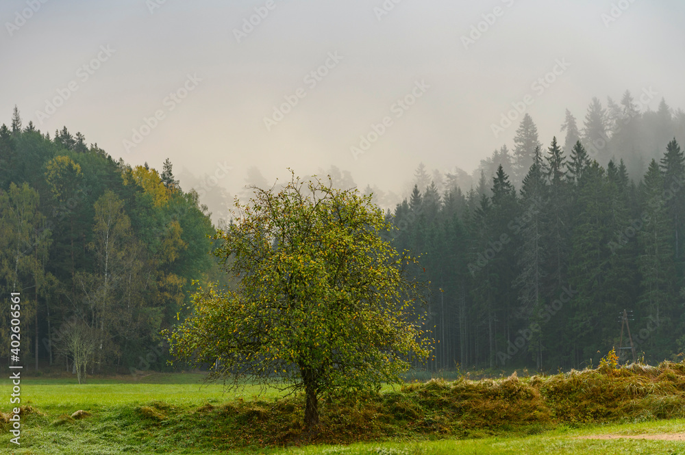 Fototapeta premium Lonely tree and Foggy morning in thick forest during end of autumn..