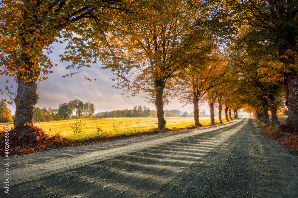 Naklejka premium Beautiful colourful trees on both side of dirt road in countryside during autumn sunrise.