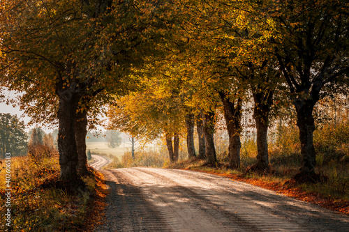 Fototapeta Naklejka Na Ścianę i Meble -  Beautiful colourful trees on both side of dirt road in countryside during autumn sunrise.