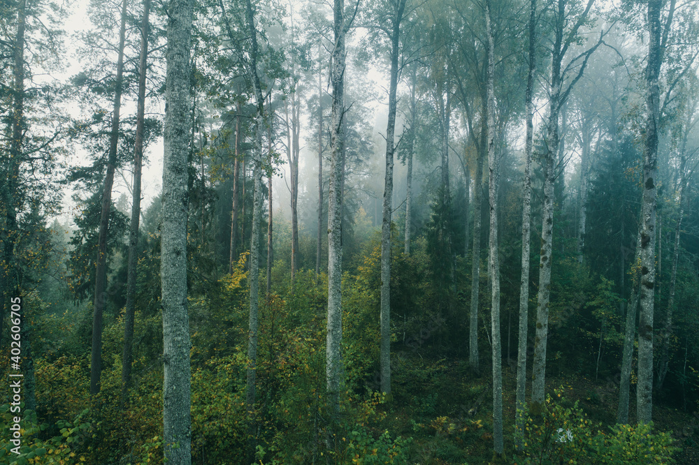 Obraz premium Foggy morning in thick forest during end of autumn.