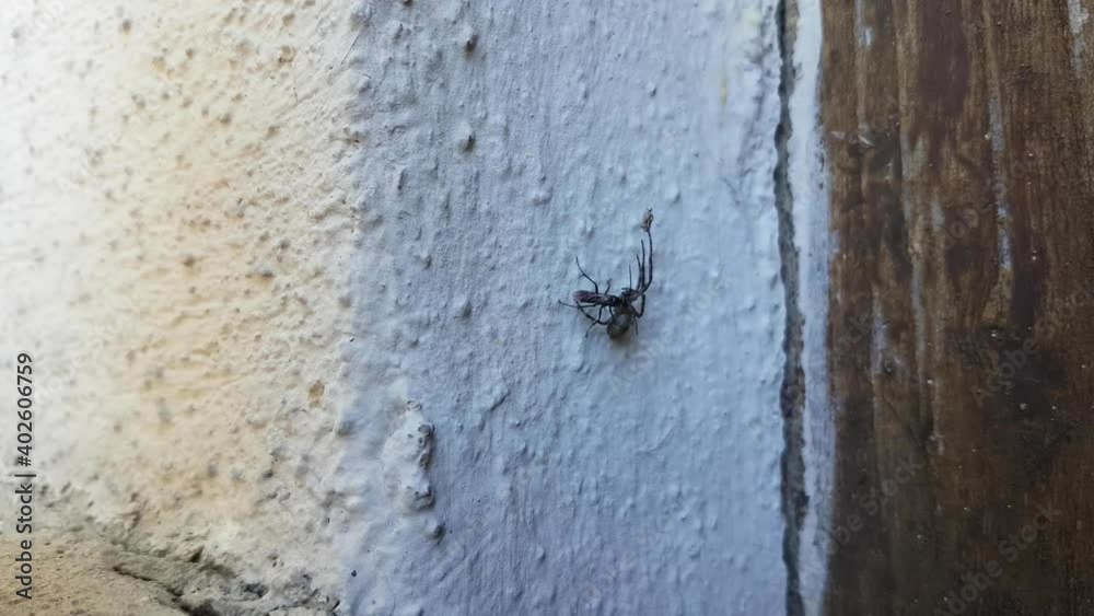 Spider wasp carrying a paralized spider on a wall, also called Pompilidae or Wegwespe Spider wasp carrying a paralized spider on a wall, also called Pompilidae or Wegwespe