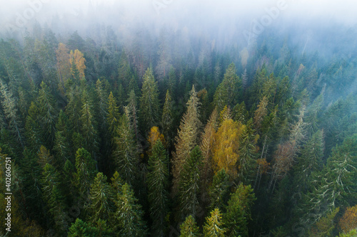 Birds eye view of thick forest during autumn sunrise with fog.