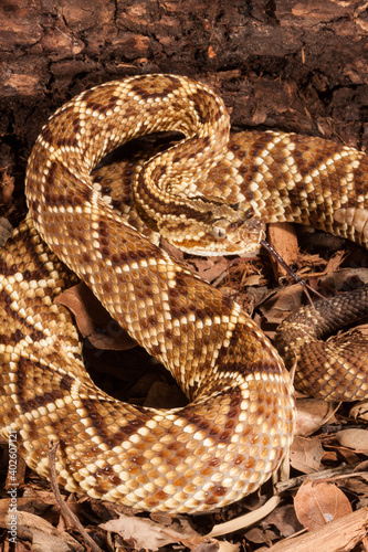 tropical rattlesnake coiled up in strike position