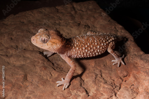 Austrailian Nephurus gecko on a rock