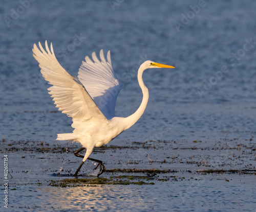 Fototapeta Naklejka Na Ścianę i Meble -  Great egret (Ardea alba) running in shallow water near the lake coast in an attempt to disturb little fish for dinner, Chok Canyon State Park, Texas, USA.