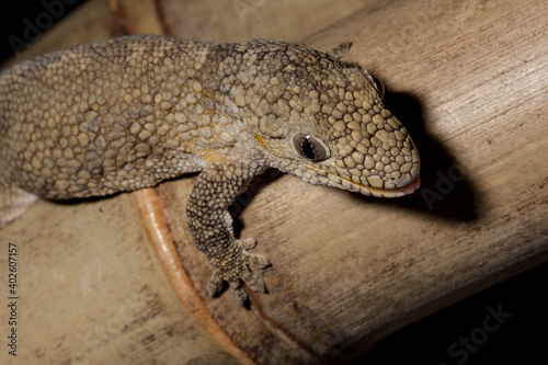gecko on a bamboo plant showing close up of the face and feet