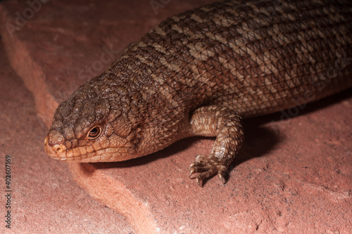 closeup of an egernia skink from austrailia