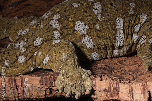 detail of a Leachianus gecko foot