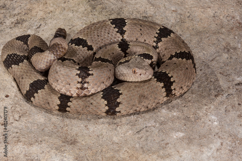 close up of a coiled up rattlesnake showing rattle and head of an Arizona rattlesnake
