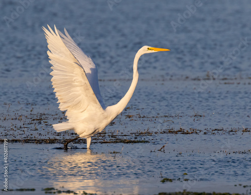 Great egret (Ardea alba) running in shallow water near the lake coast in an attempt to disturb little fish for dinner, Chok Canyon State Park, Texas, USA.