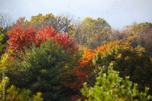 Tree with colorful fall leaves