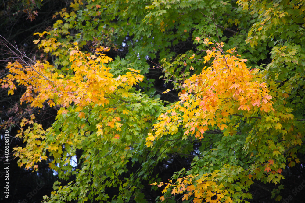 Tree with colorful fall leaves Tree with colorful fall leaves