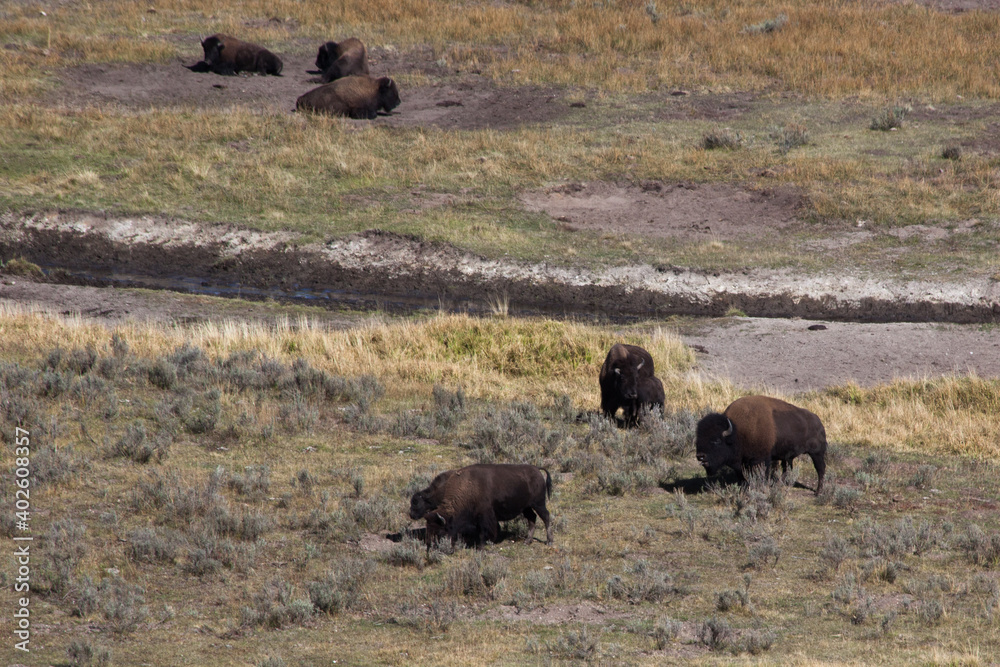 Buffalo outdoors in a field of grass Buffalo outdoors in a field of grass