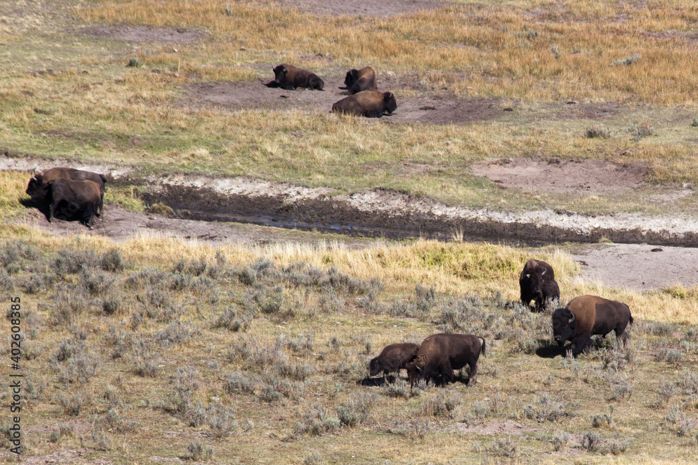 Buffalo outdoors in a field of grass Buffalo outdoors in a field of grass