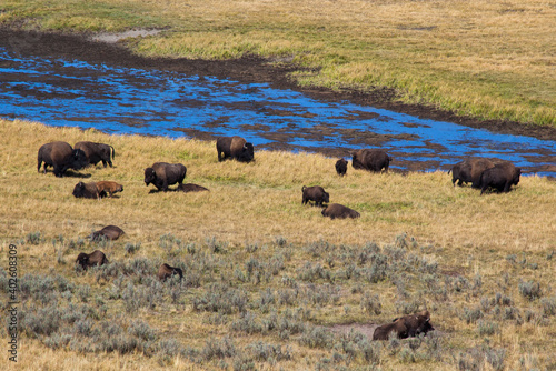Buffalo outdoors in a field of grass © Allen Penton
