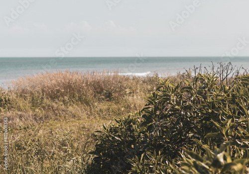 grass on the beach