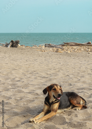 dog on the beach