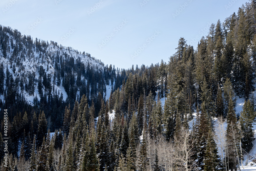 Pine forest enveloped in snowy mountains
