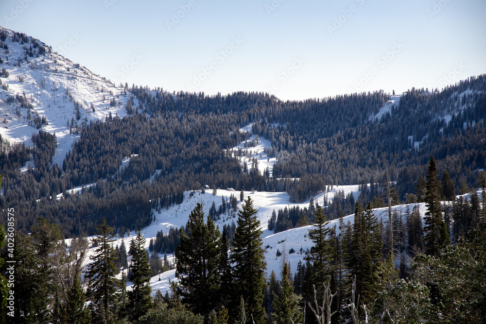Pine forest enveloped in snowy mountains