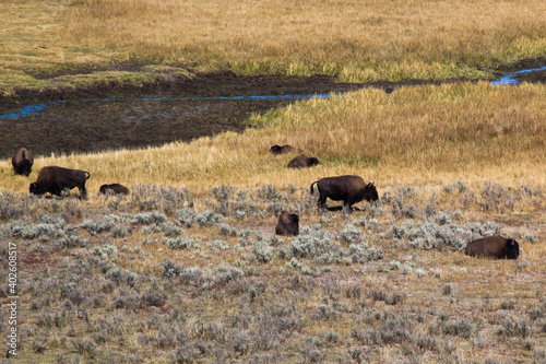 Buffalo outdoors in a field of grass © Allen Penton