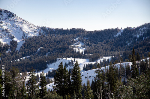 Pine forest enveloped in snowy mountains